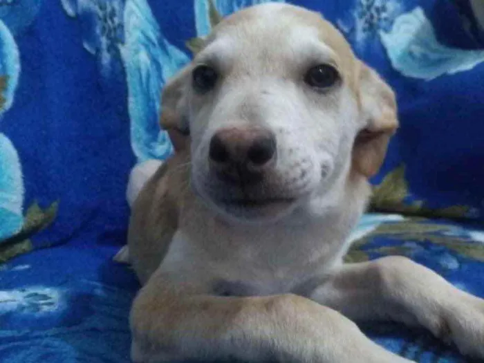 Cachorro ra a SRD idade 2 a 6 meses nome Dino 