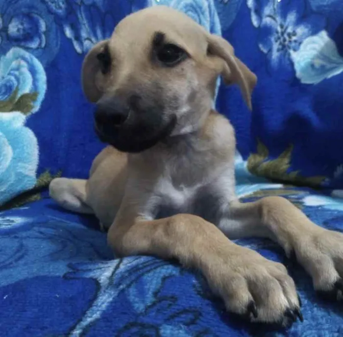 Cachorro ra a SRD idade 2 a 6 meses nome Toni 