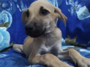 Cachorro raça SRD idade 2 a 6 meses nome Toni 