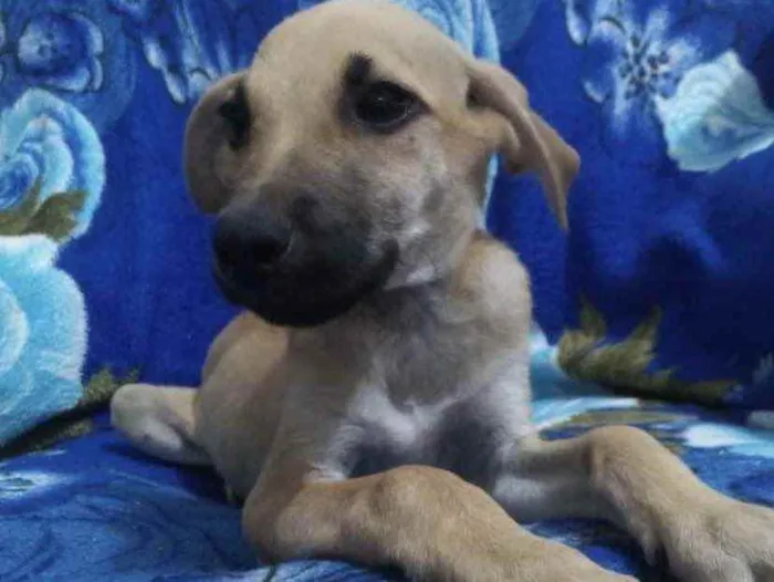 Cachorro ra a SRD idade 2 a 6 meses nome Toni 