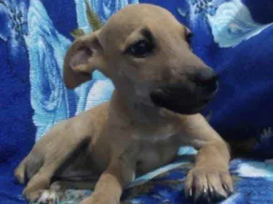 Cachorro raça SRD idade 2 a 6 meses nome Catarina 