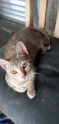 Tika