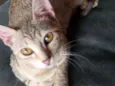 Tika