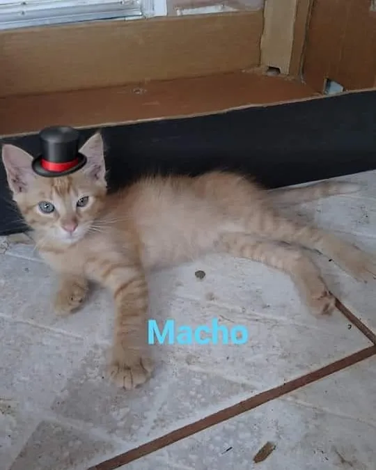 Gato ra a SRD-ViraLata idade Abaixo de 2 meses nome Vários