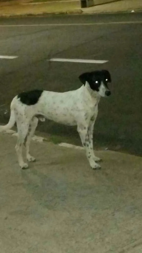 Cachorro ra a Vira lata idade  nome Snoop