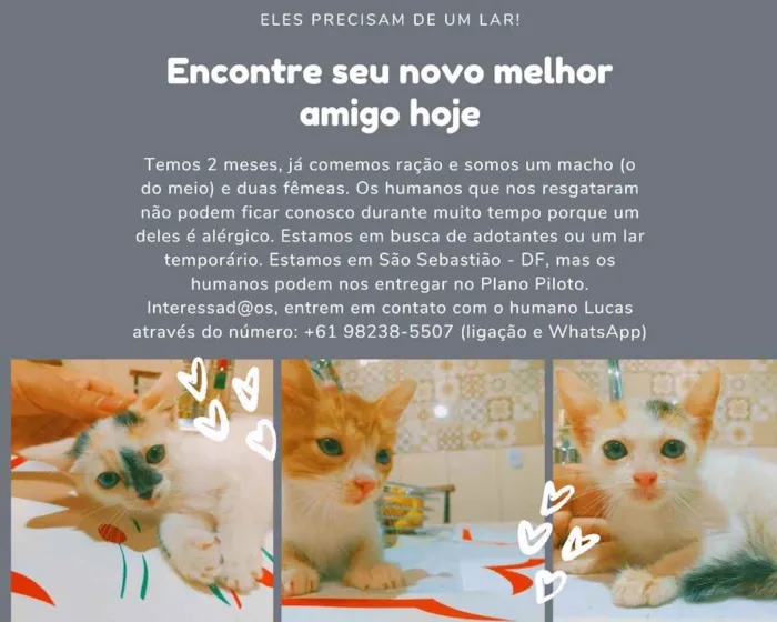 Gato ra a SRD-ViraLata idade 2 a 6 meses nome Filhotes