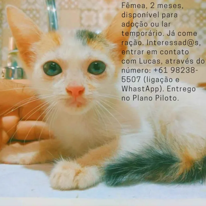 Gato ra a SRD-ViraLata idade 2 a 6 meses nome Filhotes
