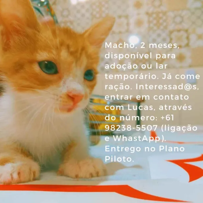 Gato ra a SRD-ViraLata idade 2 a 6 meses nome Filhotes