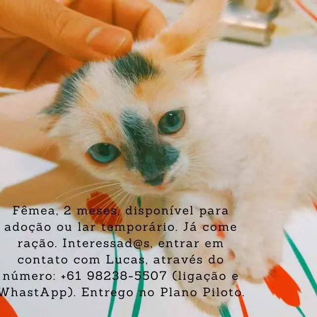 Gato ra a SRD-ViraLata idade 2 a 6 meses nome Filhotes
