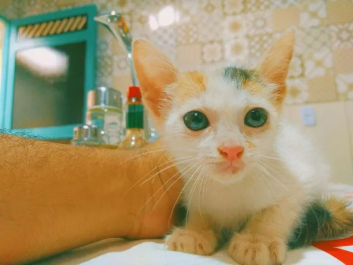 Gato ra a SRD-ViraLata idade 2 a 6 meses nome Filhotes