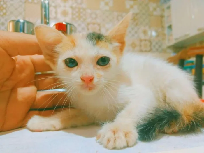 Gato ra a SRD-ViraLata idade 2 a 6 meses nome Filhotes