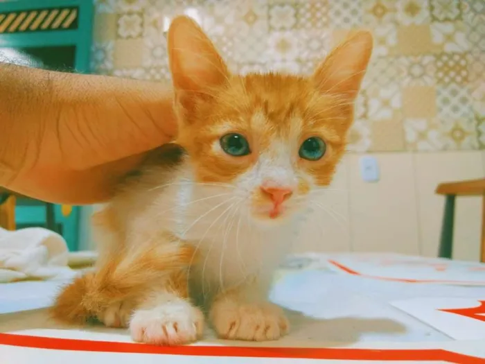 Gato ra a SRD-ViraLata idade 2 a 6 meses nome Filhotes