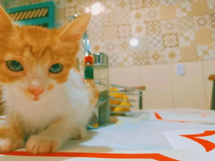 Gato ra a SRD-ViraLata idade 2 a 6 meses nome Filhotes