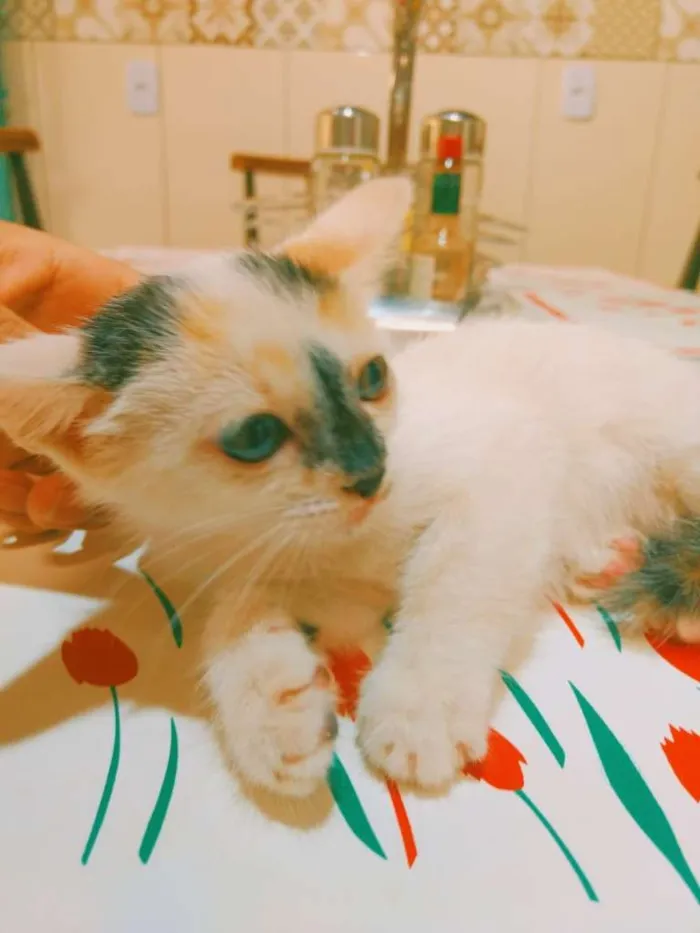 Gato ra a SRD-ViraLata idade 2 a 6 meses nome Filhotes