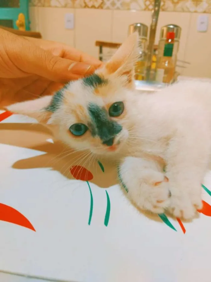 Gato ra a SRD-ViraLata idade 2 a 6 meses nome Filhotes