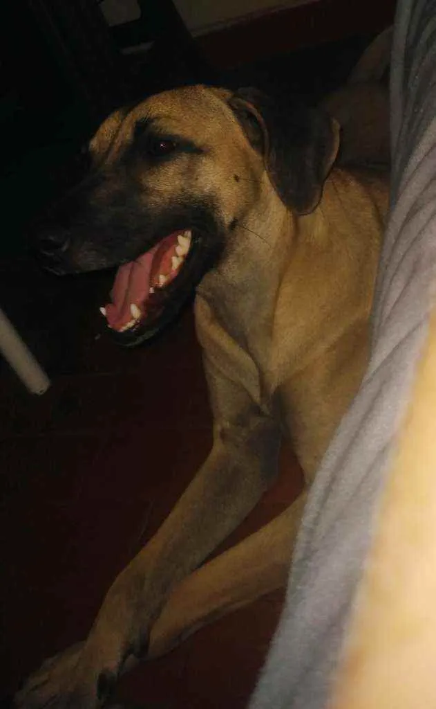 Cachorro ra a SRD idade 2 a 6 meses nome Titela