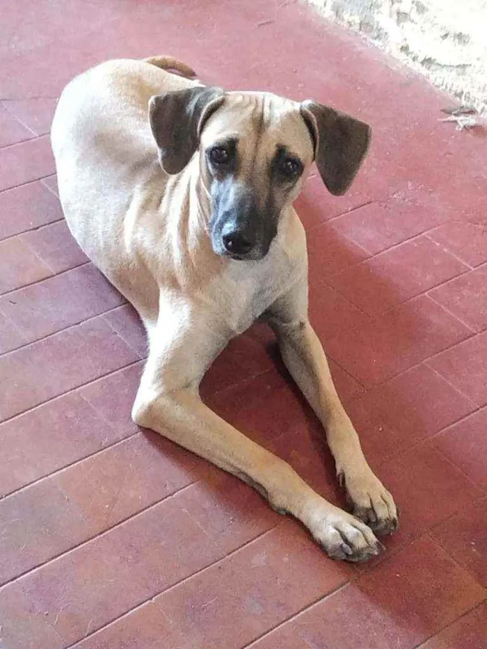 Cachorro ra a SRD idade 2 a 6 meses nome Titela