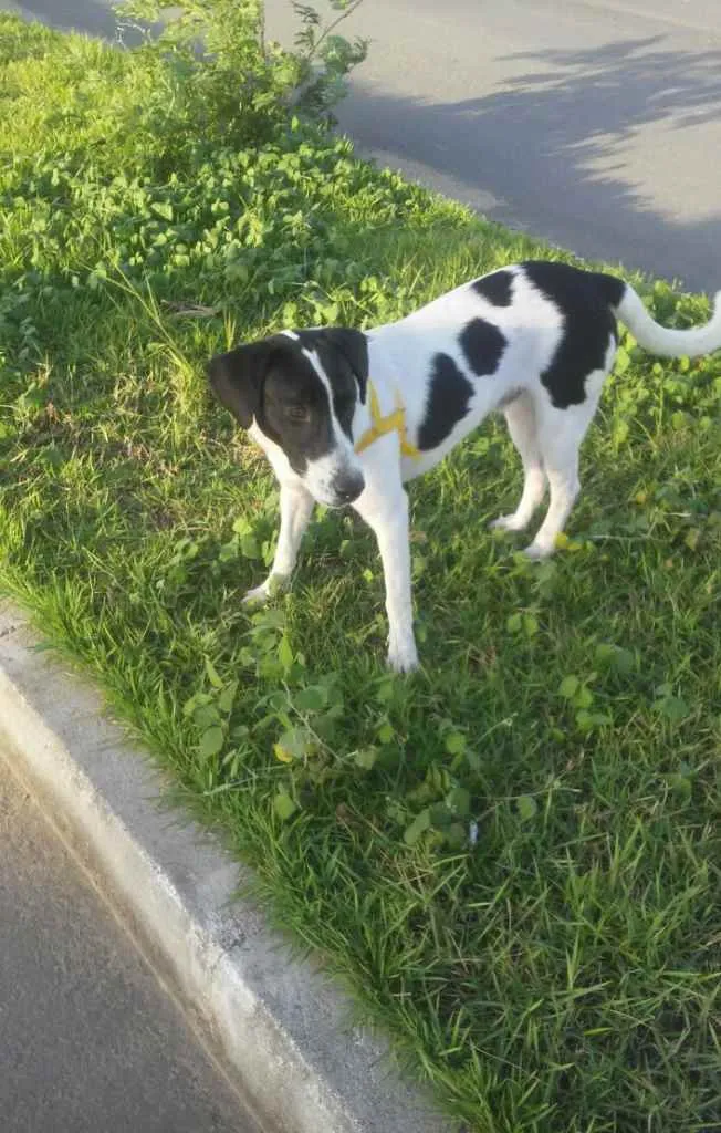 Cachorro raça Indefinido idade 2 anos nome Thor