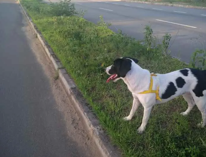 Cachorro raça Indefinido idade 2 anos nome Thor