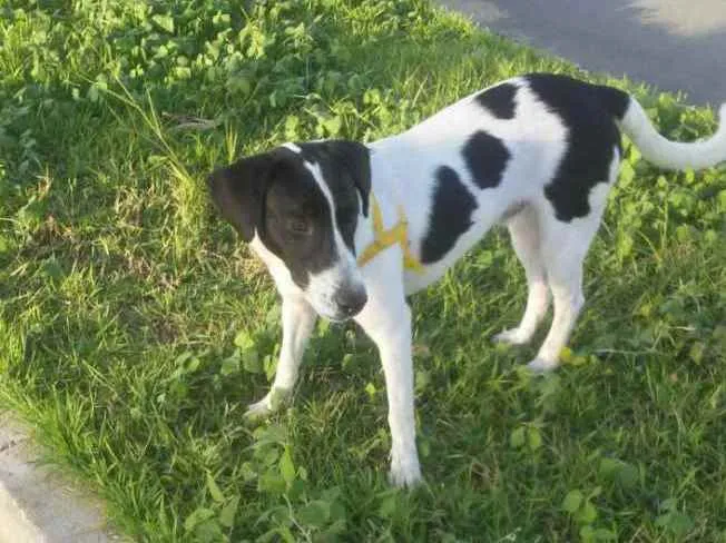 Cachorro raça Indefinido idade 2 anos nome Thor