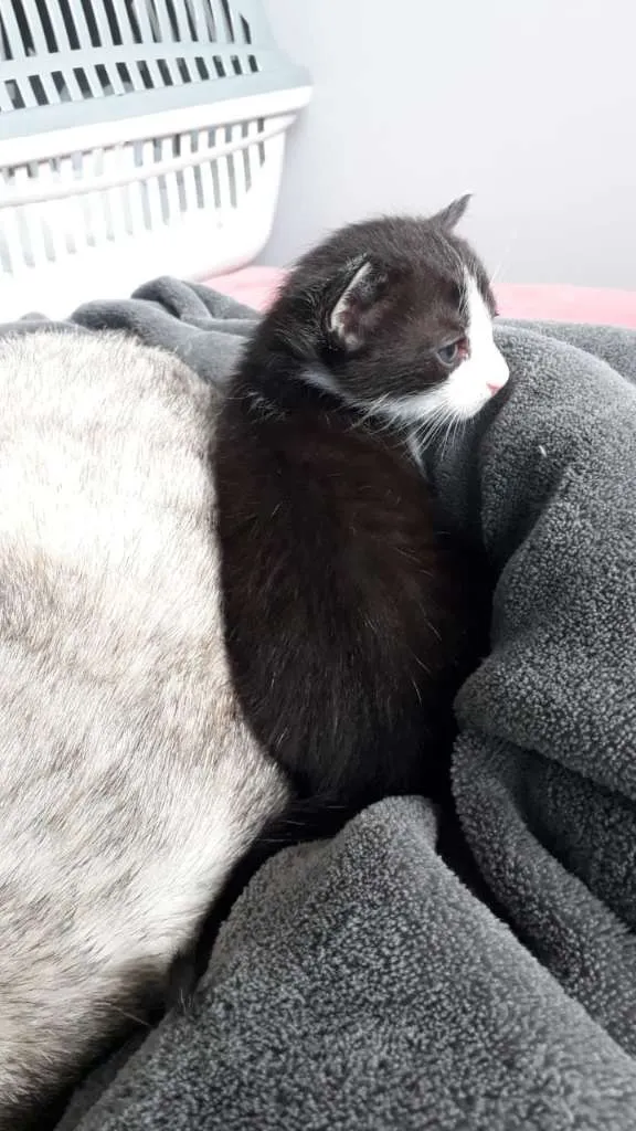 Gato ra a SRD idade Abaixo de 2 meses nome Família felina 2