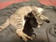 Família felina 2
