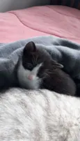 Família felina 2