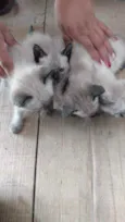 Gatinhos
