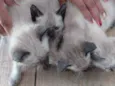 Gatinhos