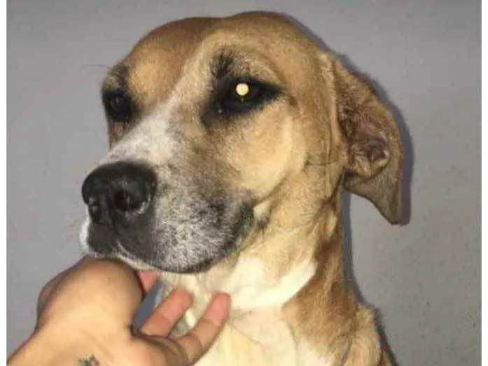 Cachorro ra a Mestiça  idade 2 anos nome Malhada 