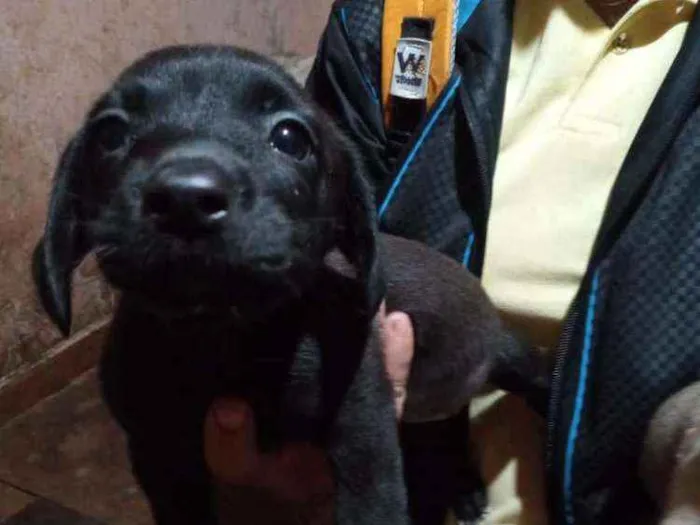 Cachorro ra a Srd idade 2 a 6 meses nome Bebê