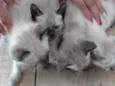 Gatinhos