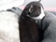 Família felina 2