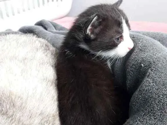 Gato ra a SRD idade Abaixo de 2 meses nome Família felina 2