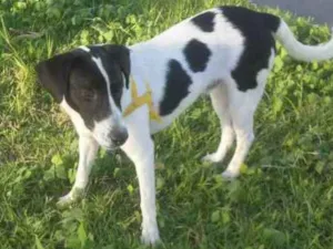 Cachorro raça Indefinido idade 2 anos nome Thor