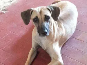 Cachorro raça SRD idade 2 a 6 meses nome Titela