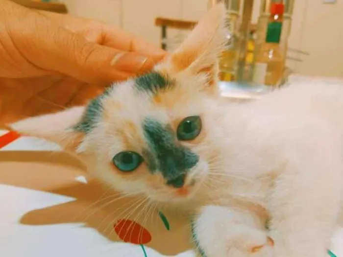 Gato ra a SRD-ViraLata idade 2 a 6 meses nome Filhotes