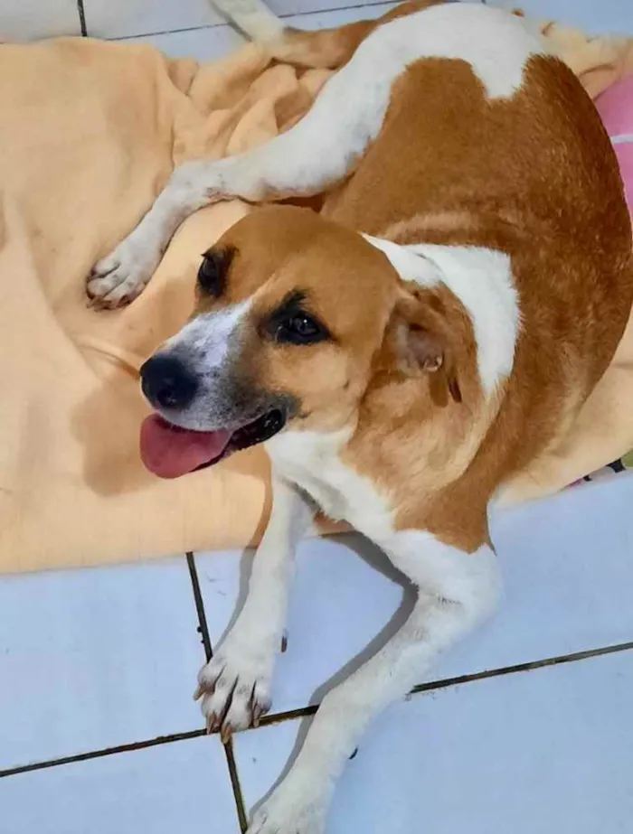 Cachorro ra a Mestiça  idade 2 anos nome Malhada 