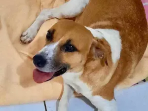 Cachorro raça Mestiça  idade 2 anos nome Malhada 