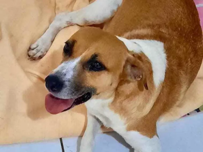 Cachorro ra a Mestiça  idade 2 anos nome Malhada 