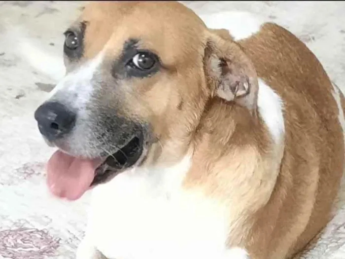 Cachorro ra a Mestiça  idade 2 anos nome Malhada 