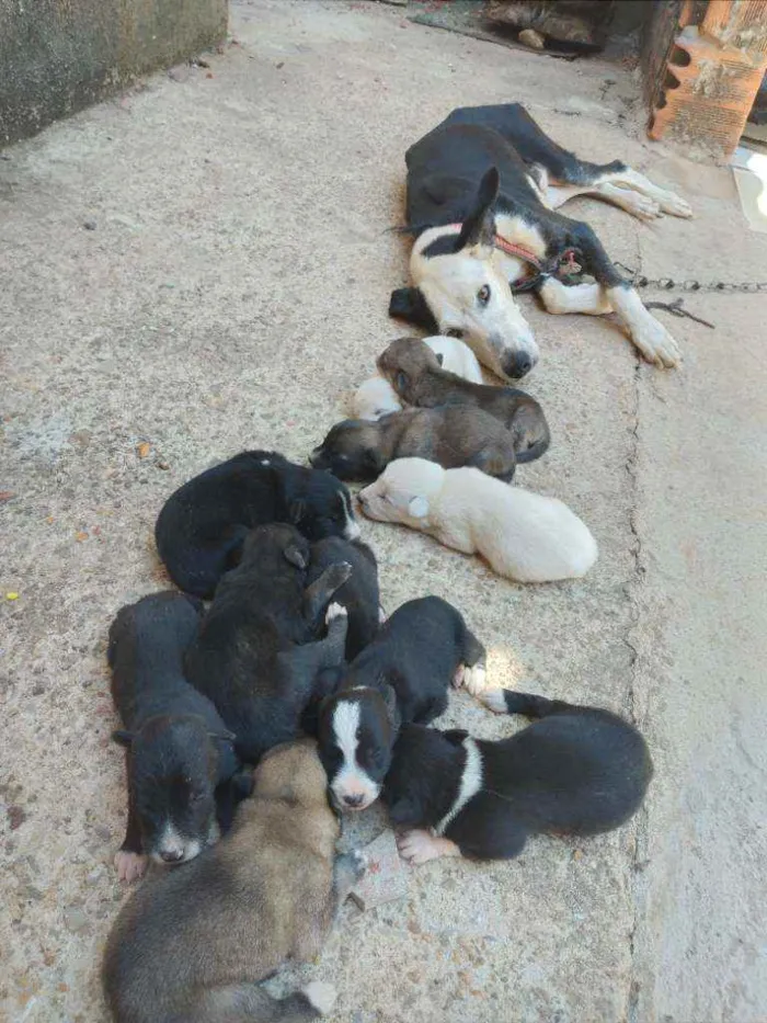 Cachorro raça Sem raça definida idade 5 anos nome Megui