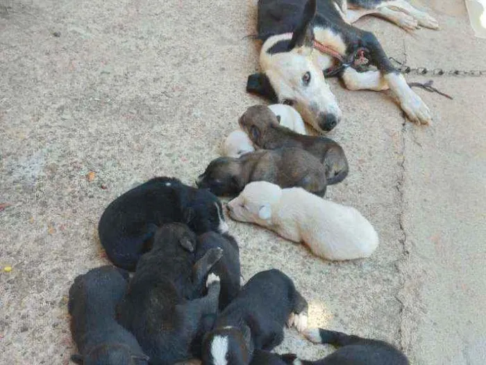 Cachorro raça Sem raça definida idade 5 anos nome Megui