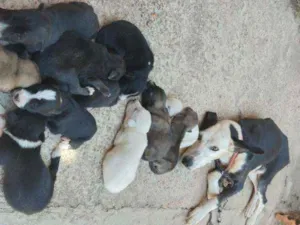 Cachorro raça Sem raça definida idade 5 anos nome Megui