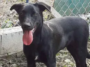 Cachorro raça SRD-ViraLata idade 7 a 11 meses nome Apollo