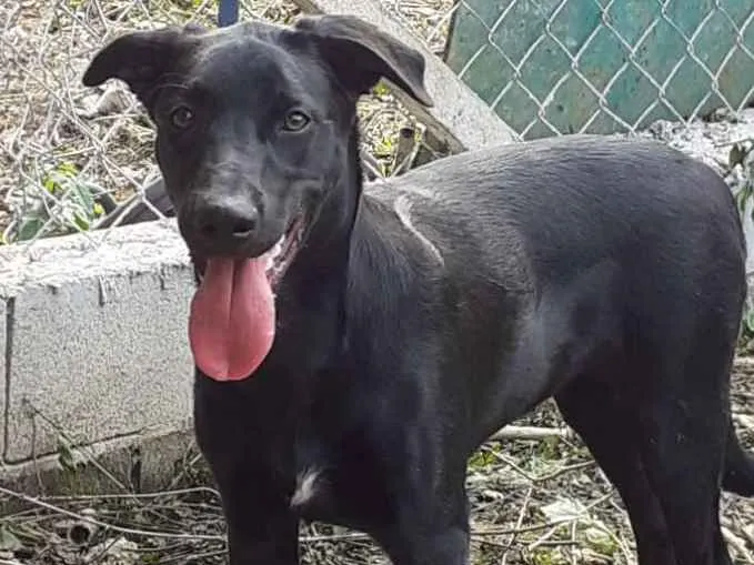 Cachorro ra a SRD-ViraLata idade 7 a 11 meses nome Apollo