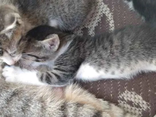 Gato ra a Indefinida idade Abaixo de 2 meses nome Sem nomes
