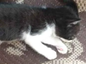 Gato ra a Indefinida idade Abaixo de 2 meses nome Sem nomes