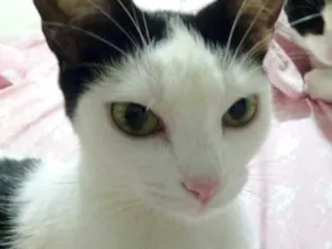 Gato raça Srd idade 2 a 6 meses nome Cherry Linda bebê 