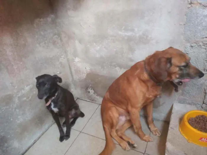 Cachorro ra a SRD idade 6 ou mais anos nome Coragem/Pantera